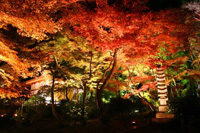 宝厳院　夜のライトアップ特別公開