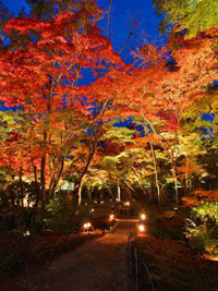 宝厳院　夜のライトアップ特別公開