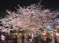 祇園白川宵桜ライトアップ