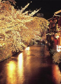 祇園白川宵桜ライトアップ