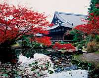 秋の特別公開 金戒光明寺(こんかいこうみょうじ)