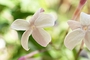 flow perfume. flow...  N°1 Jasminum ジャスミン