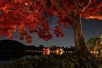 大覚寺 夜間特別拝観 「真紅の水鏡」