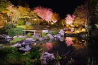 妙心寺退蔵院 春のお食事付き特別拝観