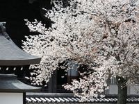 大本山百萬遍知恩寺 三日間 春の特別公開