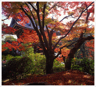 清凉寺（せいりょうじ）