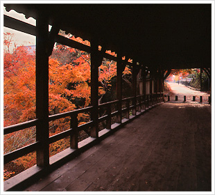 東福寺（とうふくじ）