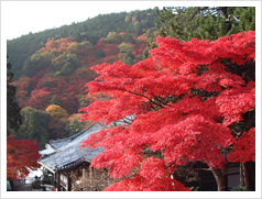山上の境内からの紅葉がすばらしい善峯寺
