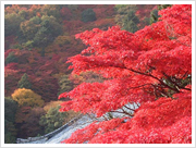 京都絶景もみじスポット 洛西?長岡京