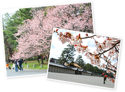 おすすめ京都桜スポット