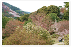 亀山公園（京都府立嵐山公園・亀山地区）