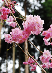 常照寺 吉野桜（よしのざくら）