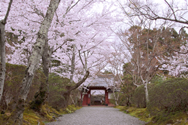 常照寺 吉野桜（よしのざくら）