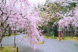 常照寺 吉野桜（よしのざくら）