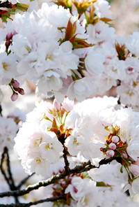 京都御苑 御車返しの桜（おくるまがえしのさくら）