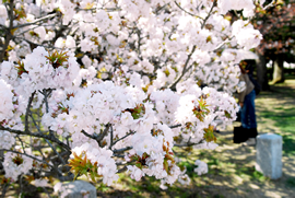 京都御苑 御車返しの桜（おくるまがえしのさくら）