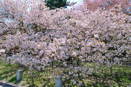 京都御苑 御車返しの桜（おくるまがえしのさくら）