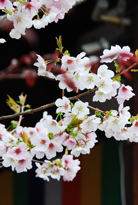 墨染寺 墨染桜（すみぞめざくら）