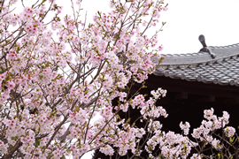 墨染寺 墨染桜（すみぞめざくら）