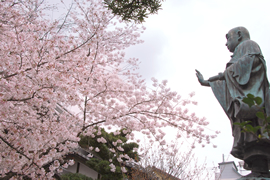 墨染寺 墨染桜（すみぞめざくら）