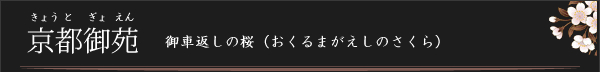 京都御苑 御車返しの桜（おくるまがえしのさくら）