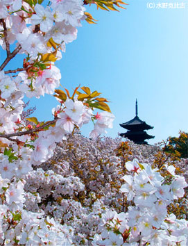 仁和寺 にんなじ