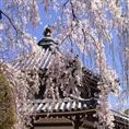 善峰寺