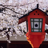 今月の花：桜