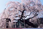 寺社の風景：善峰寺