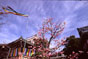 寺社の風景：智積院