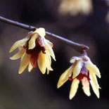 今月の花：有楽椿・蝋梅