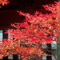今月の花：紅葉