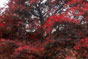 ̿35