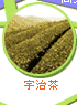 宇治茶