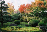東福寺　天得院　紅葉を愛でる特別拝観とお食事プラン