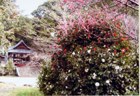 平岡八幡宮　花の天井　春の特別拝観