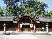 平野神社　桜のライトアップ