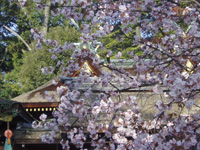 平野神社　桜花祭