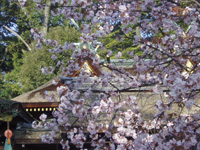 平野神社 桜のライトアップ デジスタイル京都