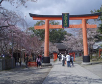 平野神社　桜のライトアップ