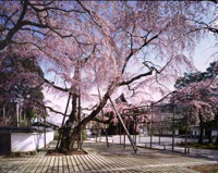 醍醐寺　豊太閤花見行列