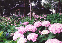 藤森神社　紫陽花まつり