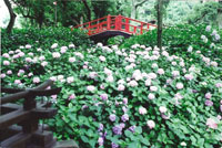 藤森神社　紫陽花まつり