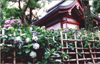藤森神社　紫陽花まつり