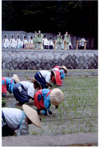 伏見稲荷大社　田植祭