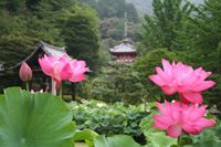 三室戸寺　蓮園の開園