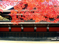 史跡御土居の紅葉　北野天満宮　もみじ苑公開