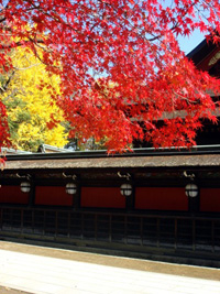 史跡御土居の紅葉　北野天満宮　もみじ苑公開