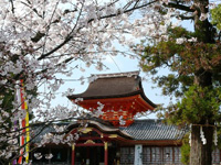 石清水八幡宮　男山桜まつり