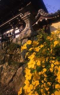 松尾大社　山吹まつり